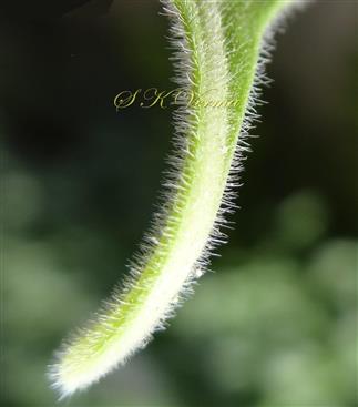  Petiole